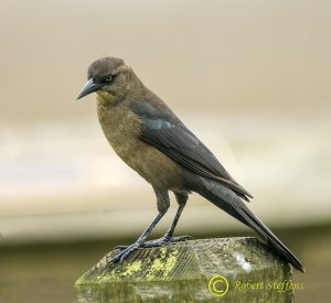Boat-tailed grackle, Female