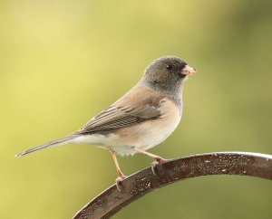 Dark-eyed Junco