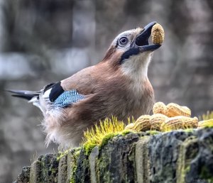 Jay, Garden Wall