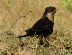 Jacobin Cuckoo juvenile