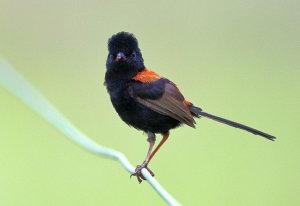 Red_Back_Fairy_Wren