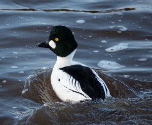 Drake Common Goldeneye