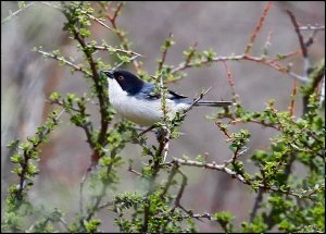 Black-capped Warbling Finch