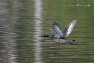 Australasian Grebe