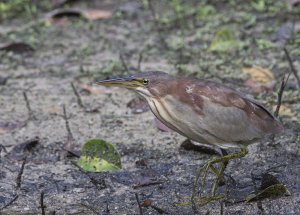 Von Schreck's Bittern