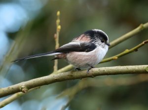 Long-tailed Tit