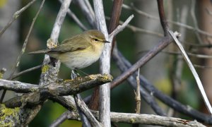 Chiffchaff