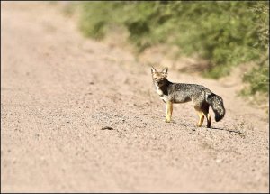 South American Gray Fox