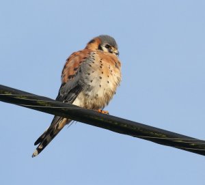 American Kestrel