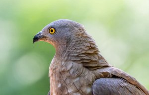 Honey Buzzard