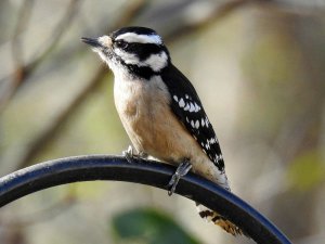 Downy Woodpecker, Female.