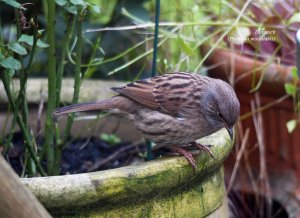 Dunnock