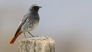 black redstart (male)