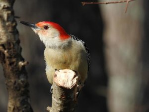 Red-bellied Woodpecker.