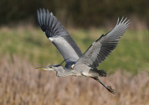 Heron flyby