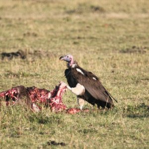 Lappet-faced Vulture