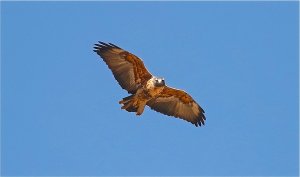 Black-chested Buzzard-Eagle (juvenile)