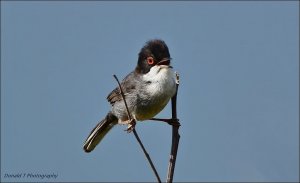 Sardinian Warbler