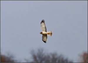 Northern Harrier (male)