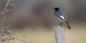 male black redstart