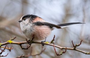 Long-Tailed Tit 6