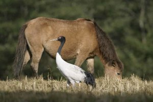 Birds of Bhutan