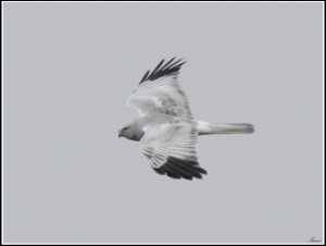 Hen Harrier in flight