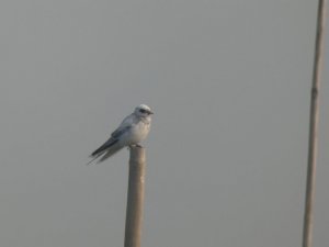 Leucistic Barn Swallow