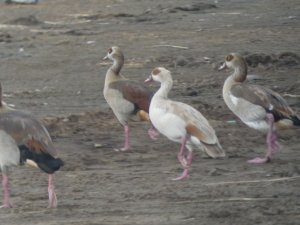 Leucistic Egyptian Goose