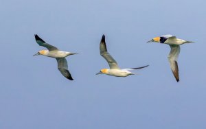 Gannets