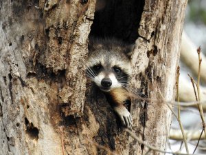 American Raccoon