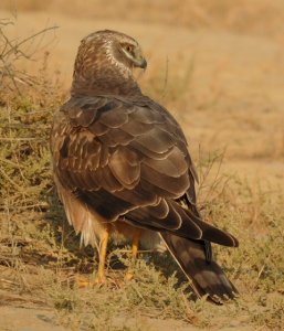 Pallid Harrier Juvenile