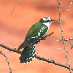 Diederik Cuckoo