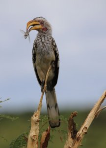 Yellow billed hornbill