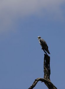 Black shouldered kite