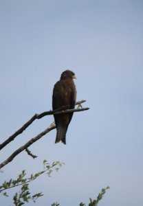 Yellow billed kite