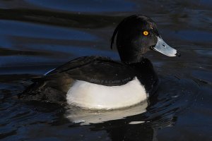 Tufted duck above the water