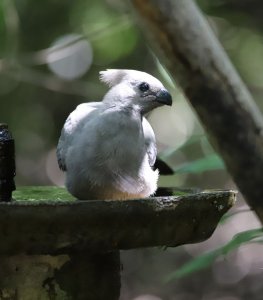 Grey go away bird.