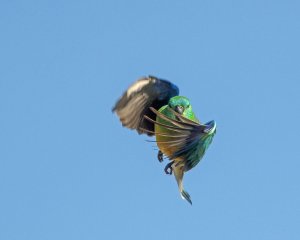 Australian Ringneck