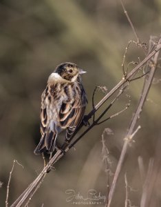 Reed Bunting