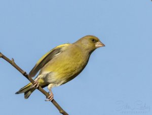 Female Greenfinch