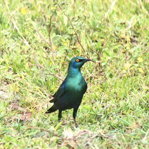 Greater Blue-eared starling