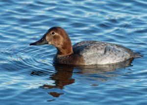 Pochard