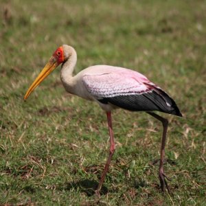 Yellow-billed Stork