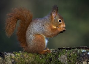 Red squirrel