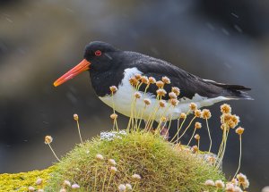 oyster catcher