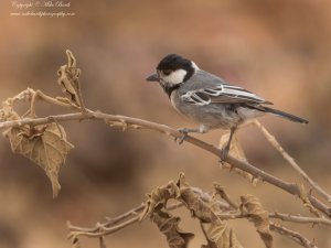 Somali Tit