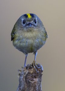 Goldcrest