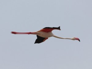 Greater Flamingo