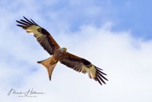 Red Kite